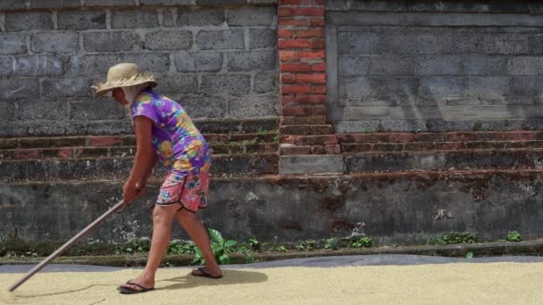 Γυναίκα Αγρότης Εργάζεται Στον Ήλιο Ξήρανση Ρυζιού Αργή Κίνηση — Αρχείο Βίντεο
