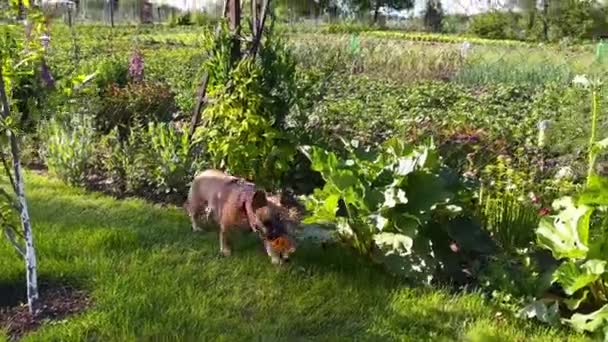 Fransk Bulldogg Med Tuber Boll Leksak Munnen Körs Grönt Gräs — Stockvideo