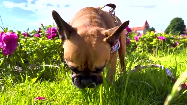 Pequeño Bulldog Francés Sediento Lamiendo Agua Rocío Del Primer Plano — Vídeo de stock