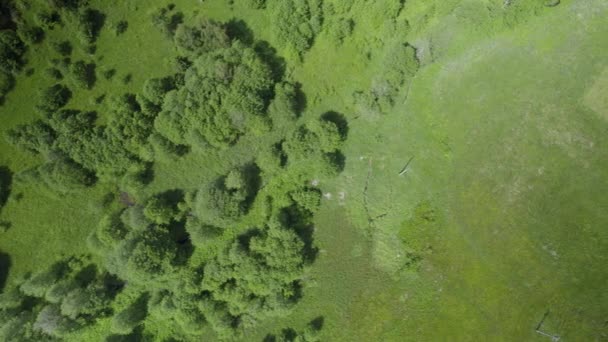 Groen Bos Velden Natuur Achtergrond Lucht Top Uitzicht — Stockvideo