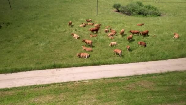 Коровы Пасутся Лугу Коричневая Кауа Пасущаяся Трава Зеленом Поле Проселочной — стоковое видео