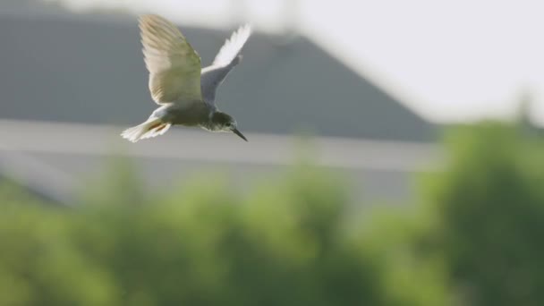 Static Close Shot Black Tern Hovering Mid Looking Fish Flapping — Stock Video