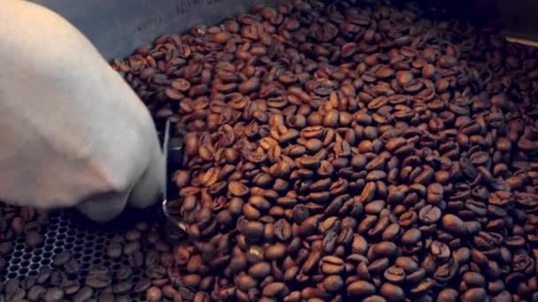 Nahaufnahme Der Schön Braun Gerösteten Kaffeebohnen Wenn Sie Den Röster — Stockvideo