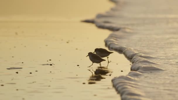 Beautiful Medium Shot Pair Strandlopers Running Stay Ahead Foamy Wave — Stock Video