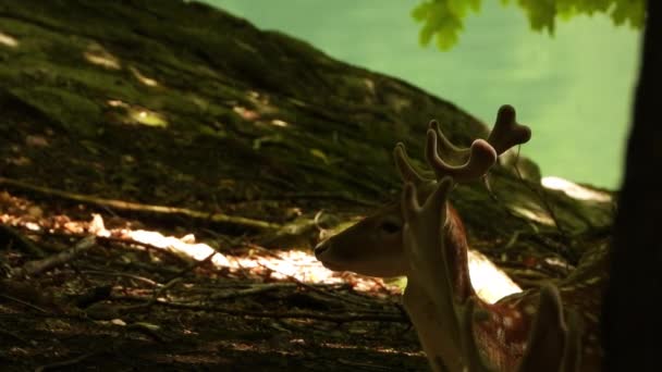 Vue Rapprochée Tête Jachère Chère Mangeant Ombre Des Arbres Près — Video