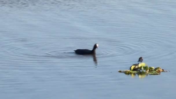 Black Coot Swims Feeds Small Fish Pond Water — Stock Video
