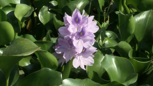 Flor Jacinto Agua Con Pétalos Blancos Violetas Hojas Color Verde — Vídeo de stock