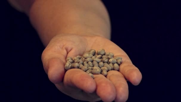 Close Hand Opening Unroasted Raw Coffee Beans — Stock Video