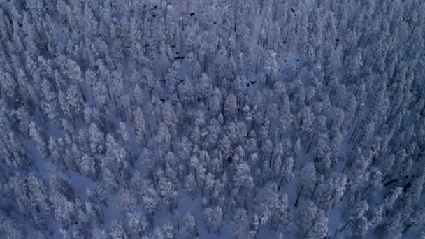 Vista Aérea Olhando Para Baixo Sobre Neve Gelada Coberto Floresta — Vídeo de Stock