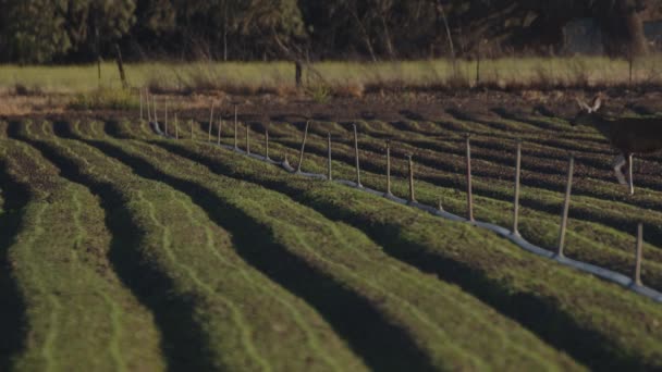 Seorang Doe Melintasi Ladang Pertanian Dan Pipa Penyiram — Stok Video