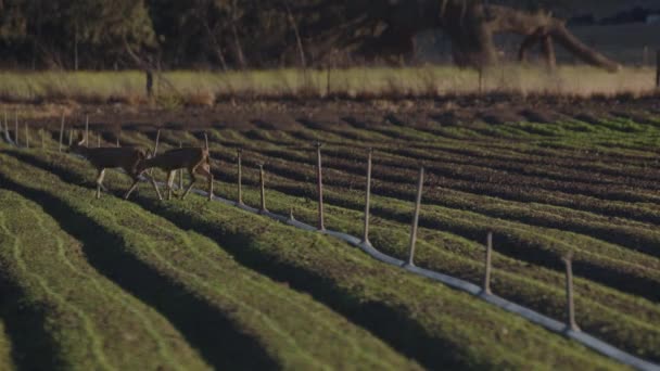 Fawns Krydser Gennem Landbrugsmark Med Sprinklerrør – Stock-video