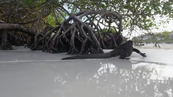 Närbild Lone Marine Iguana Promenader Bort Stranden Bredvid Mangrove Träd — Stockvideo