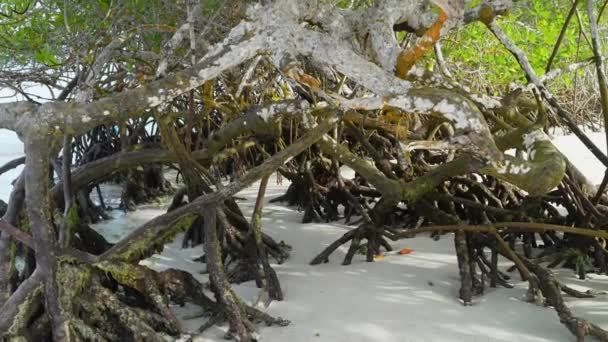 Mangrove Kořeny Stromu Tortuga Bay Beach Galapágách Naklonit Nahoru — Stock video