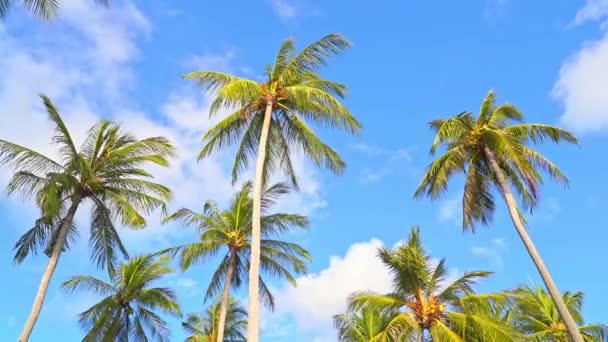 Kókusz Fák Kék Alatt Kis Felhők Trópusi Nyaralás Táj Alacsony — Stock videók