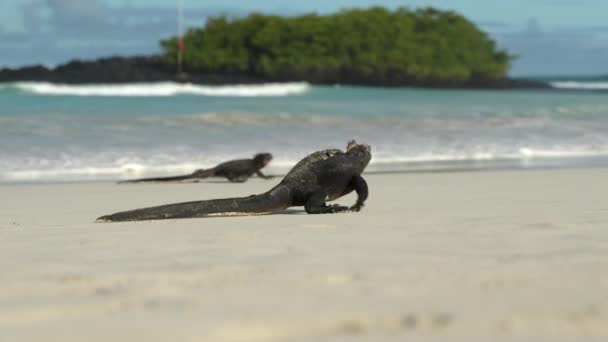 Galapagos Marine Iguanas Går Över Sandstranden Med Suddiga Vågor Bakgrunden — Stockvideo