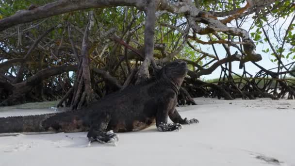 ガラパゴスのマングローブの木の根の横のビーチでのローンマリンイグアナの動きのないビューを閉じます ローアングルドリー — ストック動画
