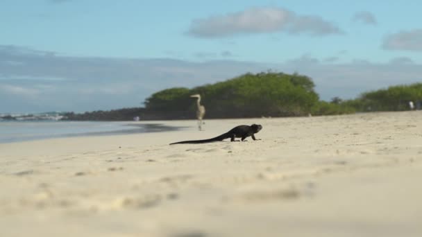 青いサギがいるガラパゴスの砂浜を歩くローンマリンイグアナを背景に ローアングルショット — ストック動画