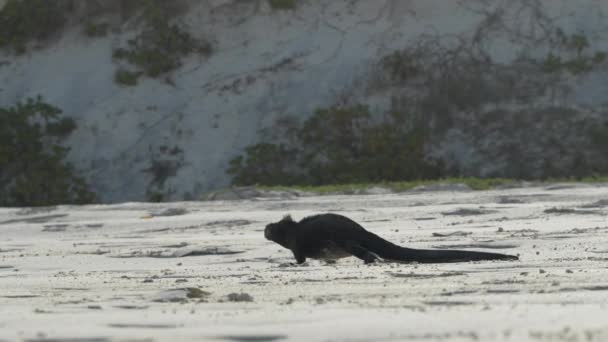 Iguana Marina Solitaria Caminando Través Playa Arena Las Galápagos Ángulo — Vídeos de Stock