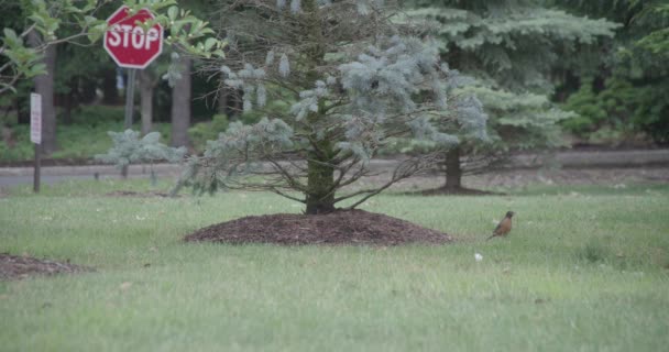 Широкий День Зовнішній Вигляд Птаха Витягує Черв Яка Землі — стокове відео