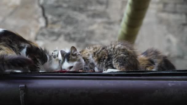 Straßenkatzen Und Streunende Kätzchen Werden Auf Einem Dach Gefüttert — Stockvideo