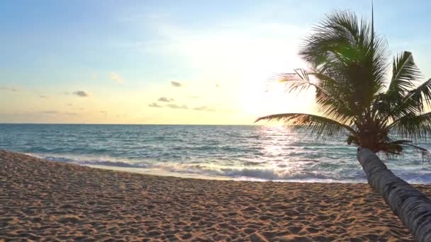 Árbol Coco Acostado Playa Arena Con Vista Las Olas Marinas — Vídeos de Stock