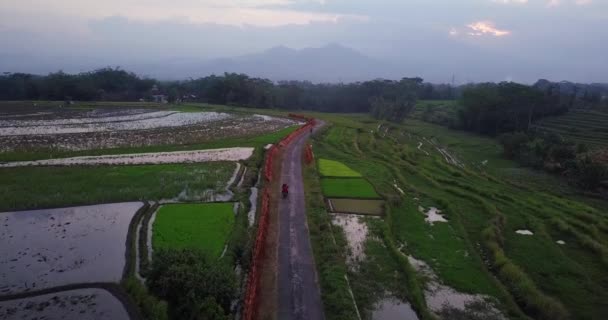 Öğleden Sonra Ricefield Ortasında Motosikleti Takip Eden Drone Görüntüsü Magelang — Stok video