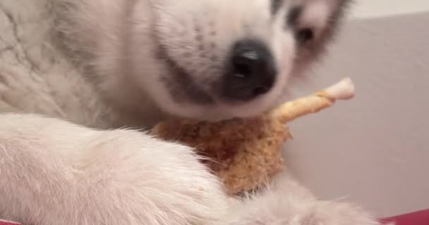 Genç Husky Köpeği Ziyafet Çekiyor — Stok video