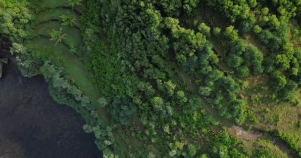 Flygdrönare Utsikt Över Skog Och Kulle Morgonen Wonosari Yogyakarta Stränder — Stockvideo