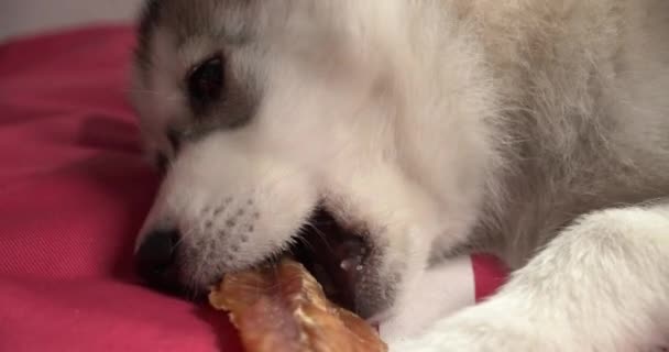 Husky Puppy Eating Treat Close — Stock Video