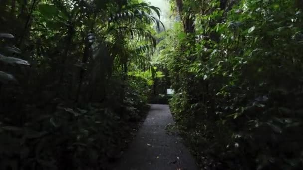Senderismo Sendero Sendero Monteverde Costa Rica Reserva Natural Selva Profunda — Vídeos de Stock