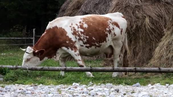 Vache Broute Herbe Près Meule Foin — Video