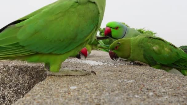 Los Loros Machos Hembras Están Peleando Comiendo Arroz Temprano Mañana — Vídeos de Stock