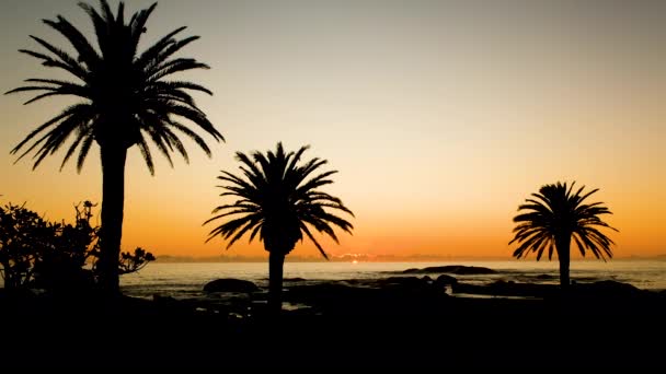 Palmboom Silhouetten Tegen Gouden Hemel Boven Oceaan Bij Zonsondergang Tropische — Stockvideo