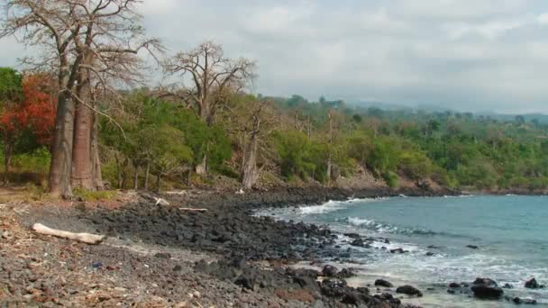 Baobab Bomen Groeien Langs Kustlijn Van Sao Tomé Principe Rotsachtige — Stockvideo