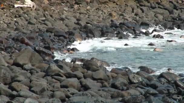 Sopečné Skály Podél Pobřeží Svatého Tomáše Princova Ostrova Jemnými Vlnami — Stock video