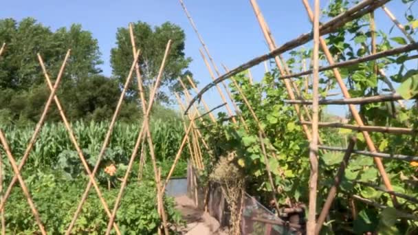 Vegetable Garden Crossed Sticks Keep Bean Plants Growing — Stock Video