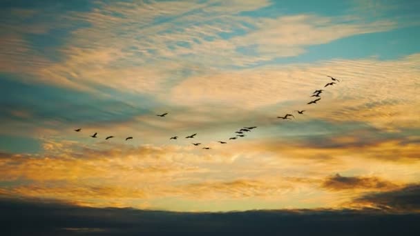 美しい夕日の中を飛ぶ鳥たち 鳥の移動 — ストック動画