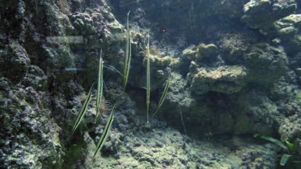 Shrimpfish Razorfish Schwimmen Aquarium Aus Nächster Nähe — Stockvideo