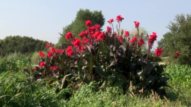 Κόκκινα Κρίνα Στη Μέση Των Καλλιεργούμενων Αγρών Περιτριγυρισμένα Από Πράσινο — Αρχείο Βίντεο