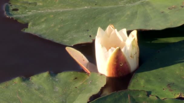 Primer Plano Lirio Agua Blanca Amarilla Que Flota Agua Del — Vídeos de Stock