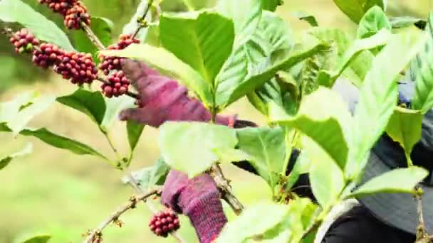 种植园里戴手套收割成熟红咖啡樱桃的劳动者 — 图库视频影像