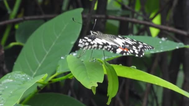 Красивая Бабочка Дождем Лист — стоковое видео