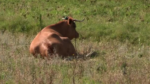 Braune Kuh Liegt Auf Der Weide — Stockvideo