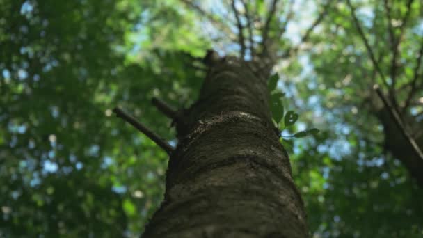 Natuurlijke Boog Gevormd Door Takken Het Bos — Stockvideo