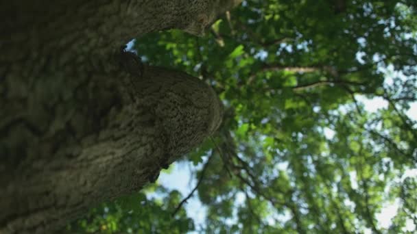 Yeşil Ağaçlar Arka Plan Alt Melek Görünümü — Stok video