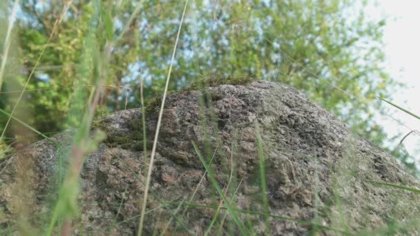 Rocha Brilhante Enorme Rodeada Árvores Verdes Floresta — Vídeo de Stock