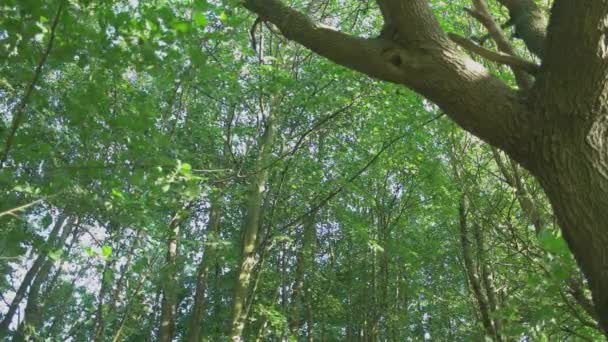 Hutan Hijau Musim Panas Dengan Sinar Matahari Bersinar Melalui Pohon — Stok Video
