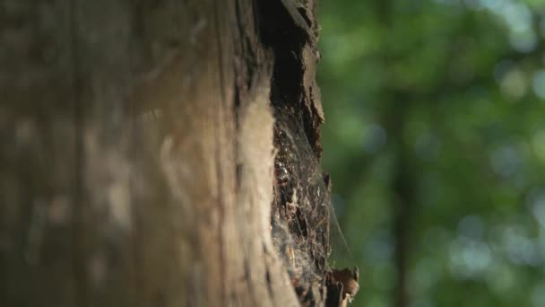 森の中の大きな蜂の木の家 ボケッ — ストック動画