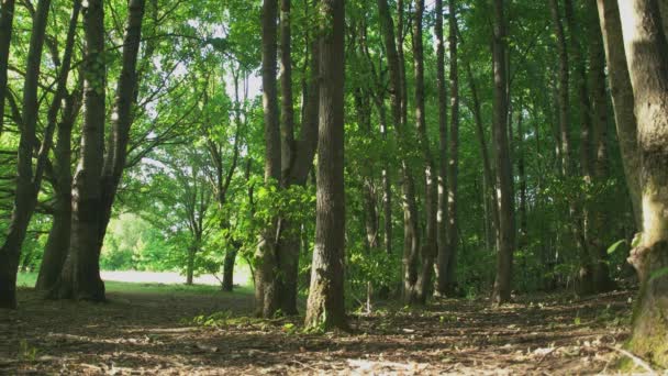 Grüne Hohe Bäume Der Waldnatur — Stockvideo