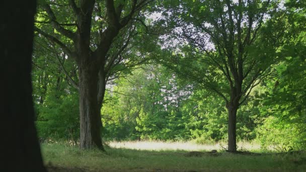 茂密的森林 长满蕨类和老树 — 图库视频影像